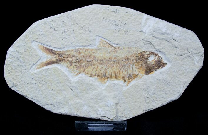 Bargain Inch Knightia Fossil Fish #1554